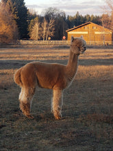 Snowmass Everlasting Legend
