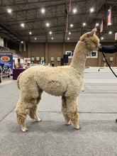 Estates Picasso's Duke Malaga