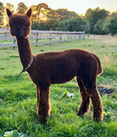 XX Madrick Candy Shop X