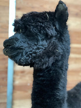 Waters Edge Black Velvet