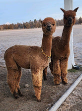 Amber Autunm Goldstar