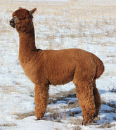 AutumnSun’s Oraine