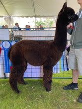 AutumnSun’s Marvelous Miranda