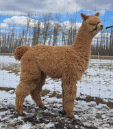 BIRCHLEAF STYLE BENDER