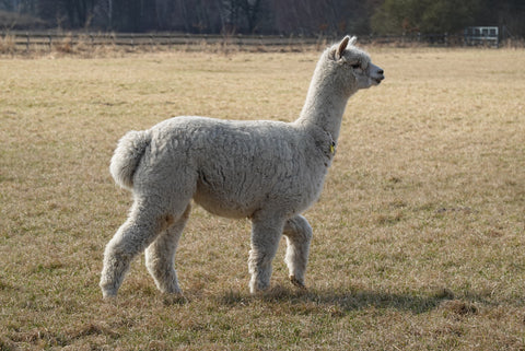 BIRCHLEAF ZESTINY